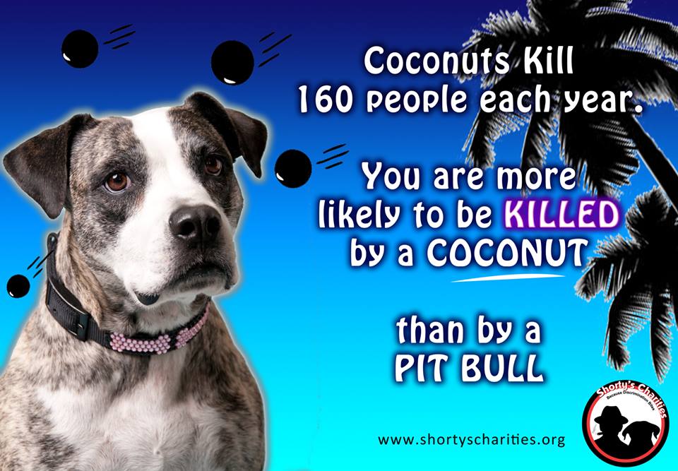 ShortyRossi's tweet photo. #coconuts are #killing 160 #people a year. Why not #euthanize coconuts like we do #dogs? #shortyrossi #pitboss #pitbull #pitbulladvocate https://t.co/AjA6OykiAy