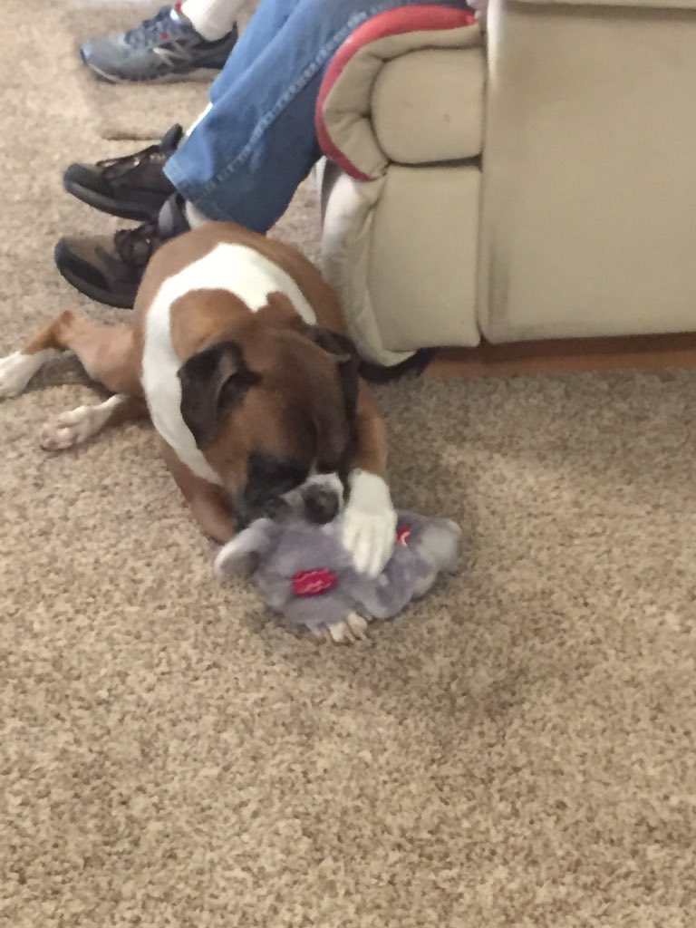 Roscoe1679's tweet photo. @iRobot We love them messes and all! ❤️ #Sorry4TheMess https://t.co/kVBf5nL7wy
