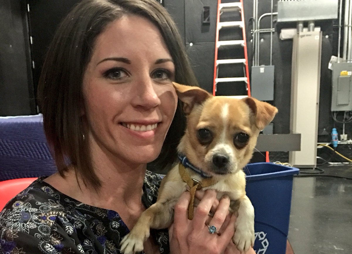 HSNEGA's tweet photo. #Playboy #Peter is the @GoodDayAtlanta #petoftheday! Those big eyes just lure you in... #rescue #chuggle #chihuahua #loverboy https://t.co/0UTlEvGsrS