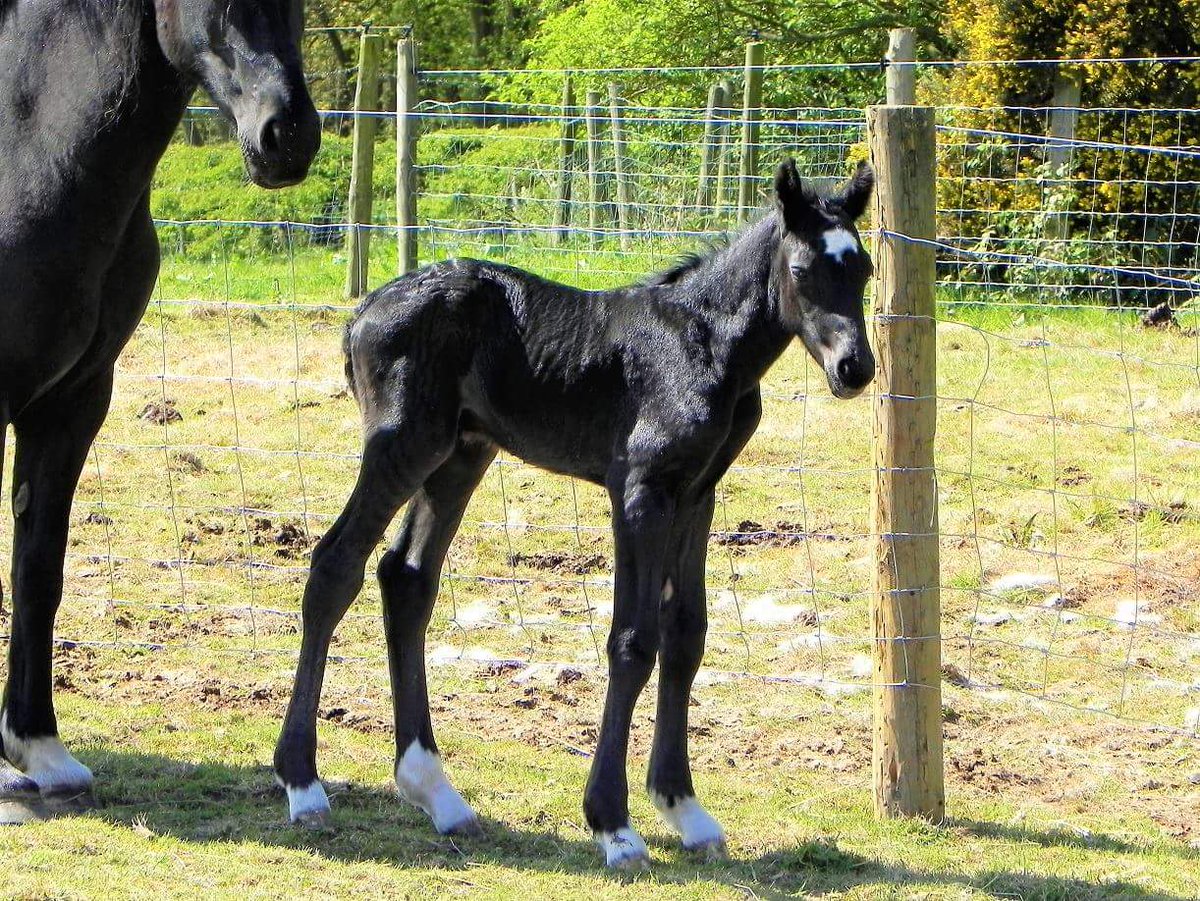 TullyJuliet's tweet photo. Juliad King Solomons Mine.
Born today 10.05.2017. https://t.co/d4ncU6PVn0