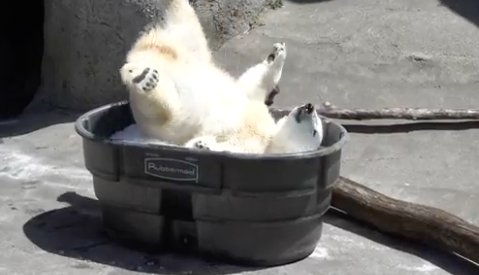 sfkale's tweet photo. hello I made this post for you it has nothing to do with politics and is just a polar bear cub playing in some ice https://t.co/UjgJOgFnWe https://t.co/XWedGDR8yp