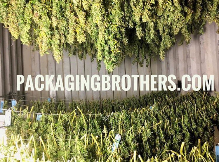 packagingbros's tweet photo. Harvested and ready to dry🌲✂️ #tinidadog #connoisseurcollectivepdx https://t.co/PB6VoboRAs
