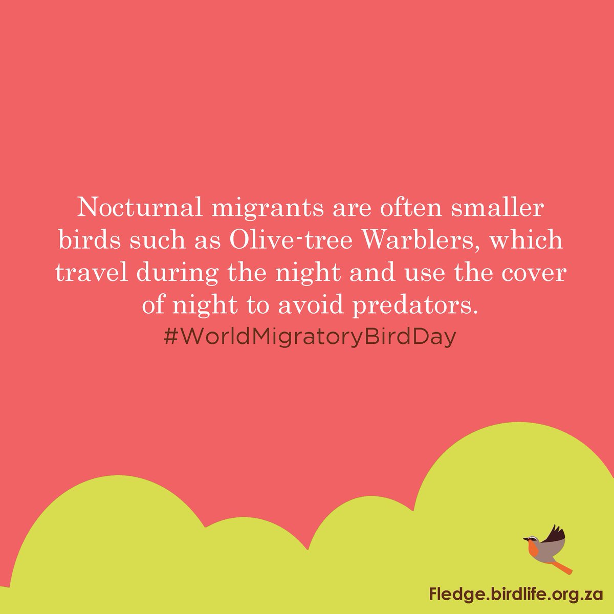 Fledge_SA's tweet image. Learn about #BirdMigration #Day10 #31DayChallenge