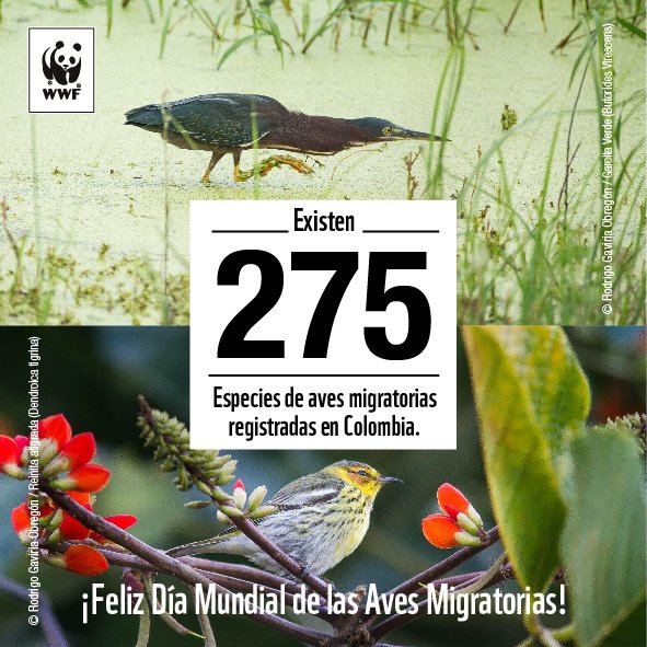 WWF Colombia tweet media