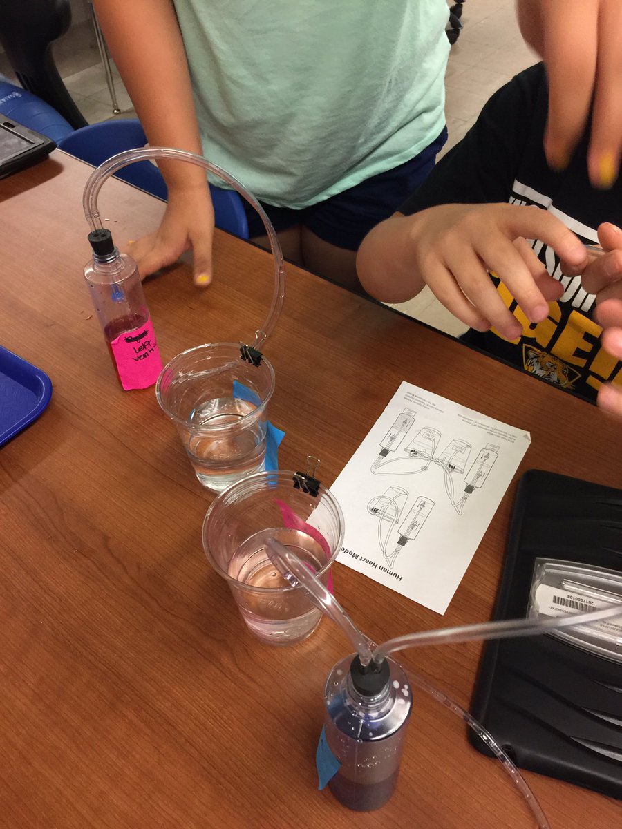 mrslang5sci's tweet photo. Our amazing circulatory system #foss #5thgradescience @WV_ESSD40 #essd40excels https://t.co/G38nRzlupf