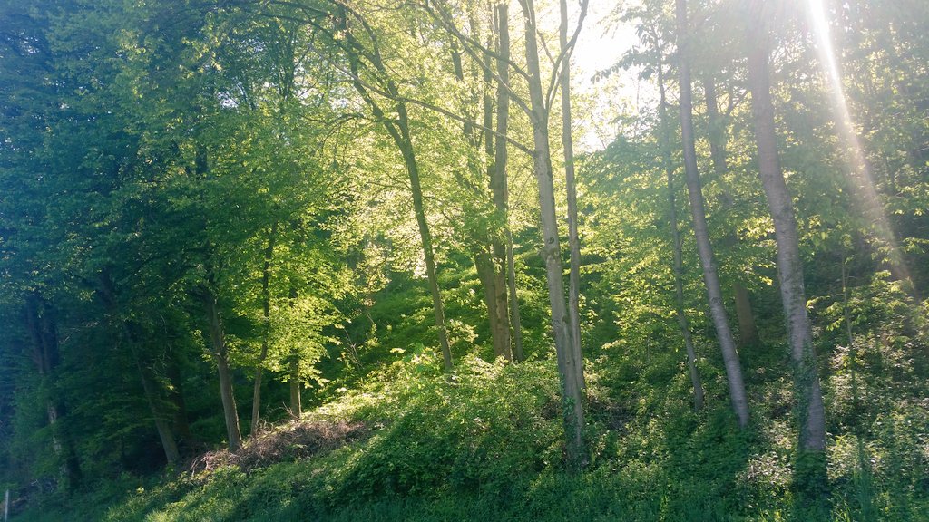 tchicoretro's tweet photo. Ahhh du soleil... ma nature avec les cuicuis et les necureuils ❤ rien de tel pour vider la tête #nature #vosges #bonhumeur https://t.co/pXW9yAq9ho