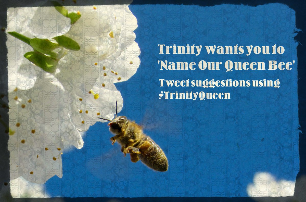 tcddublin's tweet photo. You have just over 24 hours to get your queen bee name suggestions in for our Royal VIP! Use #TrinityQueen
https://t.co/4HLvdono8a https://t.co/JcaQZtYapy