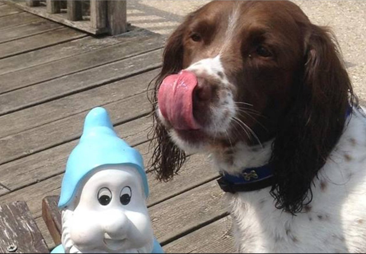 Waggers4Dogs's tweet photo. Congratulations - Pet Gallery Winner is Woody, age 12 who has won a £50 Waggers Gift Voucher to enter Click here https://t.co/7MLXqjdoDa https://t.co/42sAtGVCHY