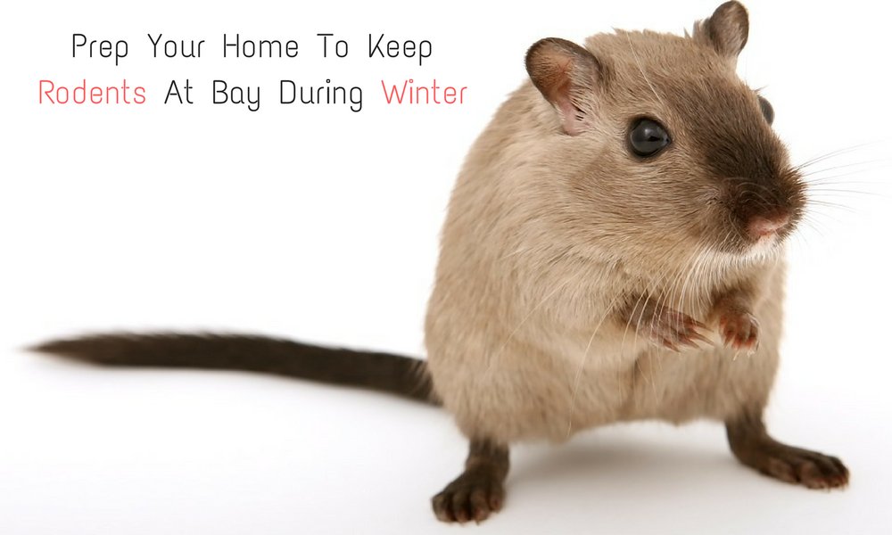 milanowski_aria's tweet image. Prep Your Home To Keep Rodents At Bay During Winter
read more @ goo.gl/jRst8V
#pestcontrol #domesticpestcontrol #rodentcontrol