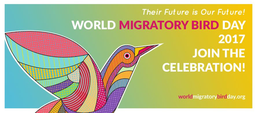 UNBiodiversity's tweet image. It&apos;s #WorldMigratoryBirdDay! Find out why the survival of migratory birds is crucial to mankind&apos;s future here 👉worldmigratorybirdday.org