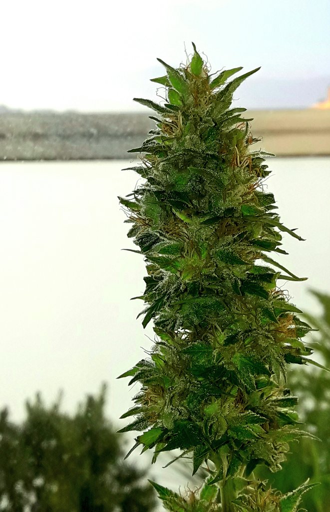 Apez140's tweet photo. @catandoweed1 @MARIJUANAM4N @CannaObsession @SrtaLucia93 @ChanelPalenzue1 @cannabinoides17 @OsitoFumonOFI @golloelcogollo @TricomitoS @quieretexx Weed Tarde a Tod@s Cía, hablando de Huertas y armarios...
#LosMejoresHumos de una #LemonPieAuto desde mi Ensenada,
Paz y Semis:-))) https://t.co/gmDekXXqD2
