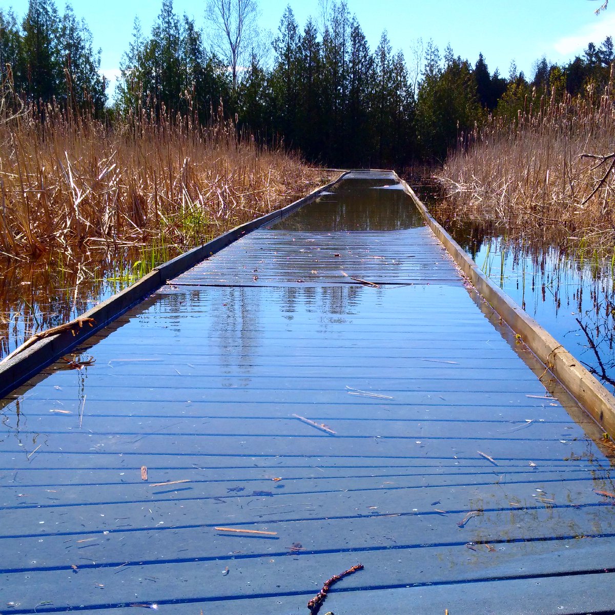 EmsCanadian's tweet photo. Boardwalk @PresquilePP @OntarioParks @EventsBrighton #ONflood #flooding Happy to see plenty of tourists in the park https://t.co/PTvqkTZ7RM