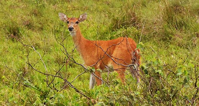 Sabanas plenas de #Biodiversidad en el #Casanare <a href="/LATAM_CO/">LATAM Colombia</a> <a href="/PaulaCortesC/">Paula Cortés Calle</a> <a href="/GhlYopal/">Hotel GHL Yopal</a> <a href="/HatoCorozal/">vitalik.eth - URGENT</a> <a href="/TurisCasanare/">TurismoporCasanare</a>  viajaporcolombia.com/cronicas/casan…