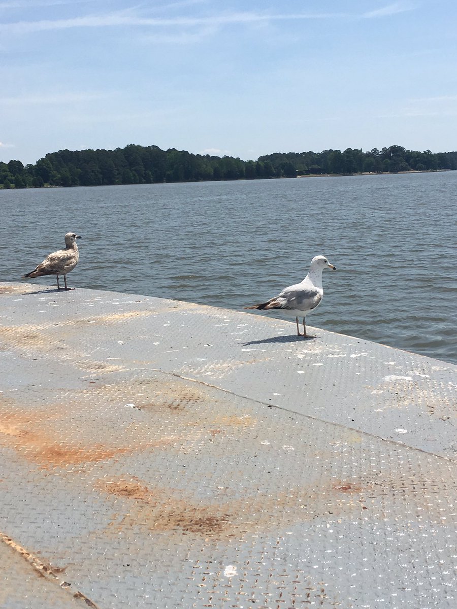 VaDOTHR's tweet photo. Our #BirdsOfVDOT are first in line to meet the #policeunitytour at the Jamestown-Scotland Ferry today! https://t.co/UeWCbEBqFv