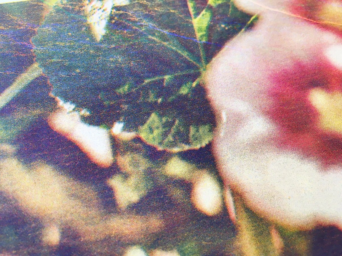 Studio Fludd (@studiofludd) on Twitter photo NEW! #risograph #workshop all'Orto Botanico di Bologna, insieme a <a href="/inuitbookshop/">Inuit Bookshop</a> > 10/11.06 LO SGUARDO SELVATICO > facebook.com/events/1349227… NEW! #risograph #workshop all'Orto Botanico di Bologna, insieme a <a href="/inuitbookshop/">Inuit Bookshop</a> > 10/11.06 LO SGUARDO SELVATICO > facebook.com/events/1349227…