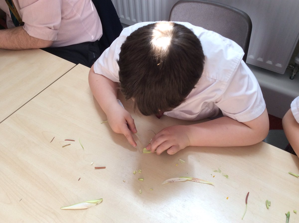 AnfieldRoadY5's tweet photo. "Who knew flowers could be so interesting!" #Anfieldloveslearning https://t.co/SPyuL4FVsz