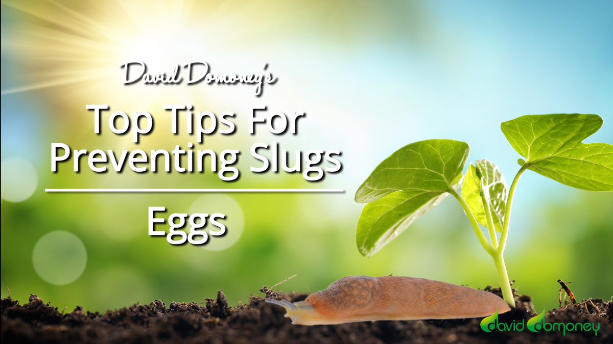 CultivationSt's tweet image. Check out @daviddomoney's great method for preventing pesky slugs in the garden! bit.ly/2q5uG5t
