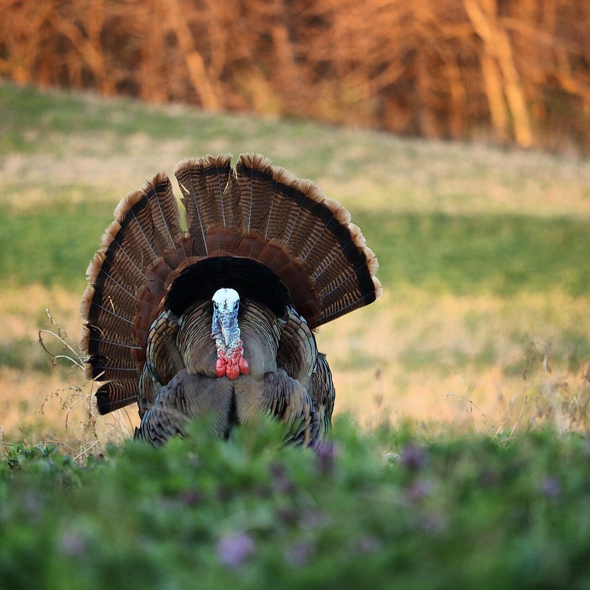 kcamp3's tweet photo. A few of my favorites from this spring. Till next year!! 🦃 https://t.co/iSkVK9oQI8