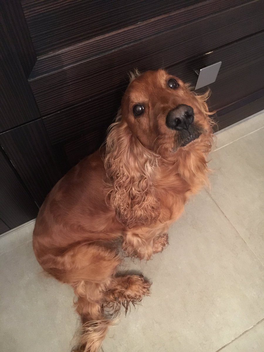 uraganonero's tweet photo. #lamoremio #mofy #mydog #meandyouforever #cockerspaniel #cocker https://t.co/MiKsJpjVQ5