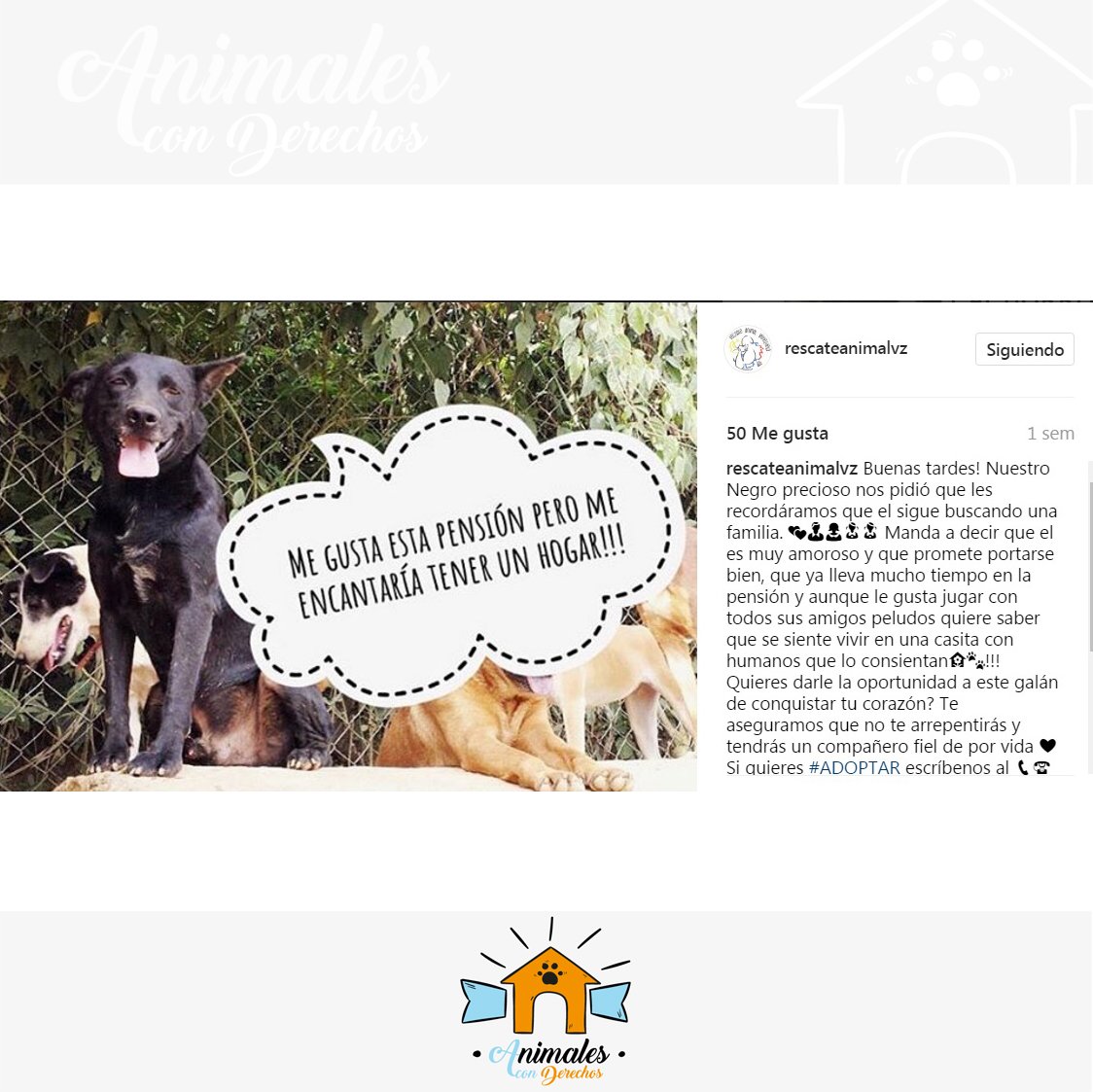 AnimalesCD's tweet photo. El Negro precioso nos pidió que les recordáramos que el sigue buscando una familia. Si quieres #ADOPTAR escríbe al 📞☎️ 04241955052 https://t.co/C0cmx7nhSE