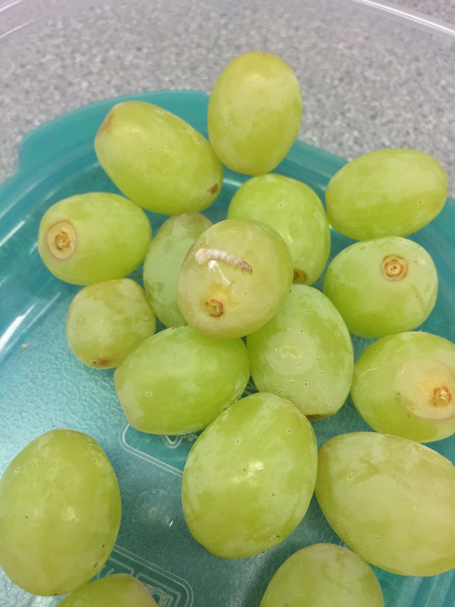 DaveHarris88's tweet photo. @LidlUK da fuck is this on my grapes??!! #MAGGYMOON 🤢🐛 https://t.co/q36px9xkgS