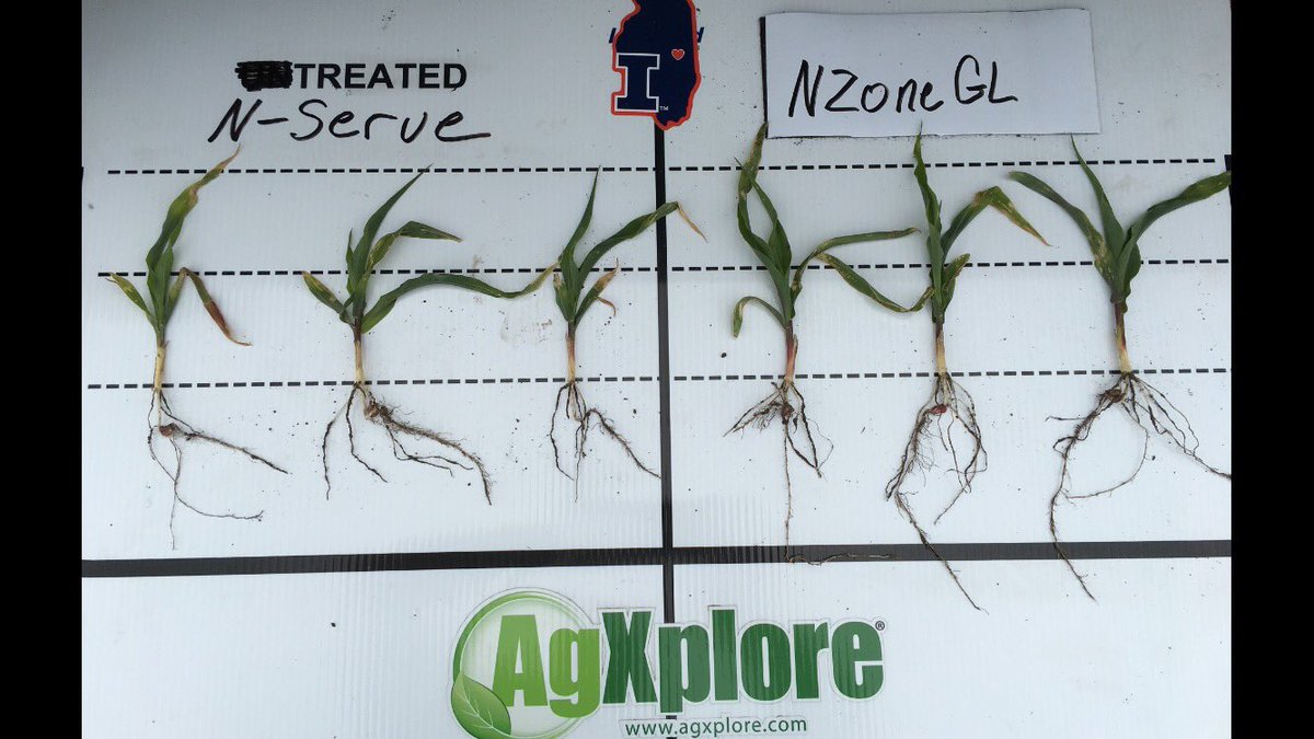RousonelosPeter's tweet photo. Nzone GL versus Nserve early on. Nzone treated has more roots and larger plants. #soilhealth #nzoneyields #likewhatIsee https://t.co/p2vY83ZQkl