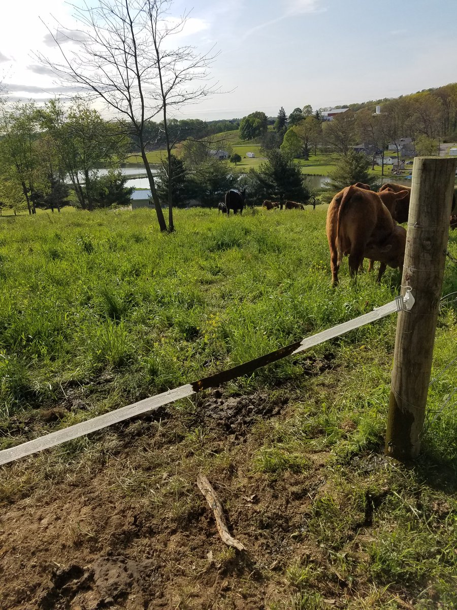 ConkleFarms's tweet photo. This new tape gate hadn't been up 10 minutes when shat on it! #stupidCows https://t.co/NOT5VAU8D1