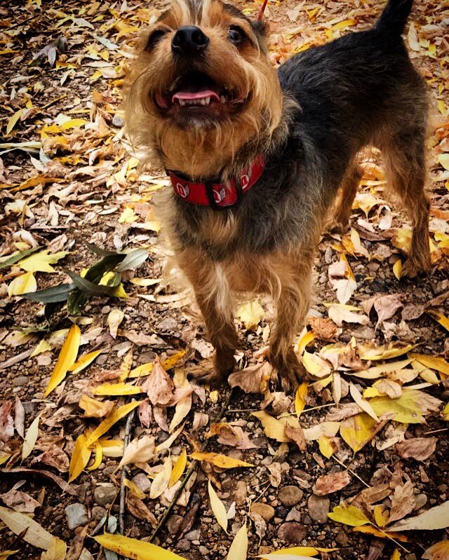 aubsjune's tweet photo. This cutie right here might have lymphoma which means he would only live for a 1-2 months. Please pray for him. He means everything to me. https://t.co/z1hURIUiEa