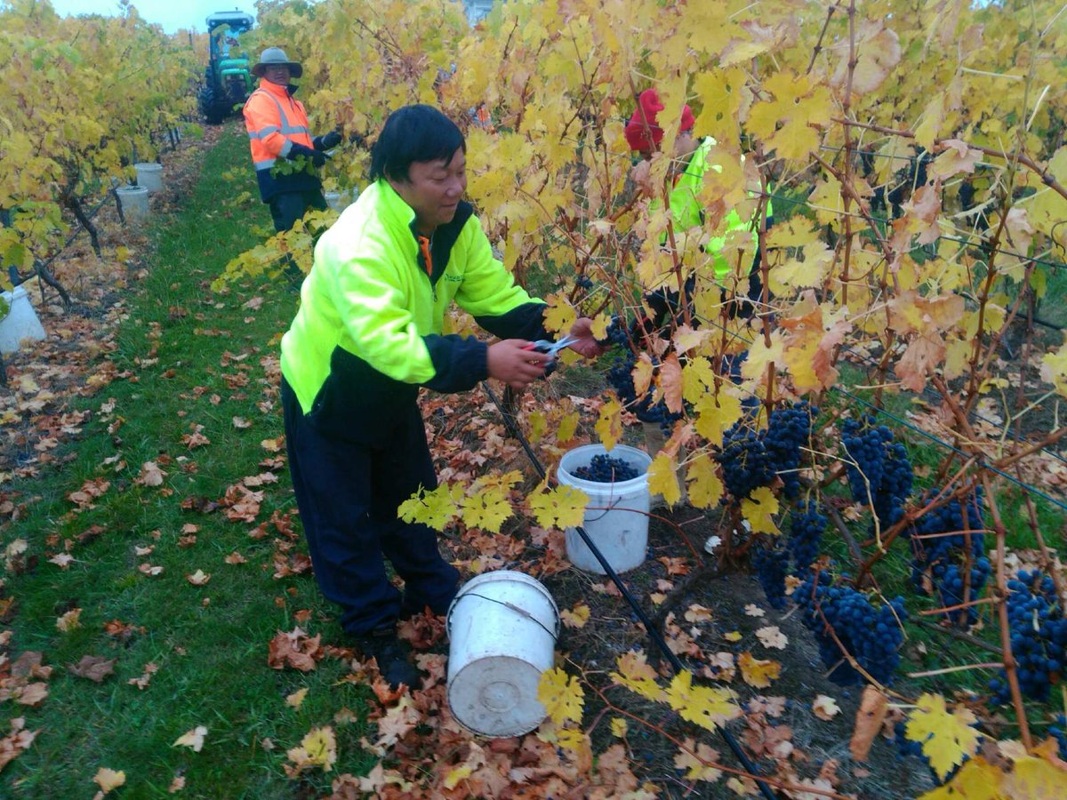 Not much leaf left! Been long busy vintage and now a step closer to the end with Cabernet picks starting today. 3 months of harvest = #v17