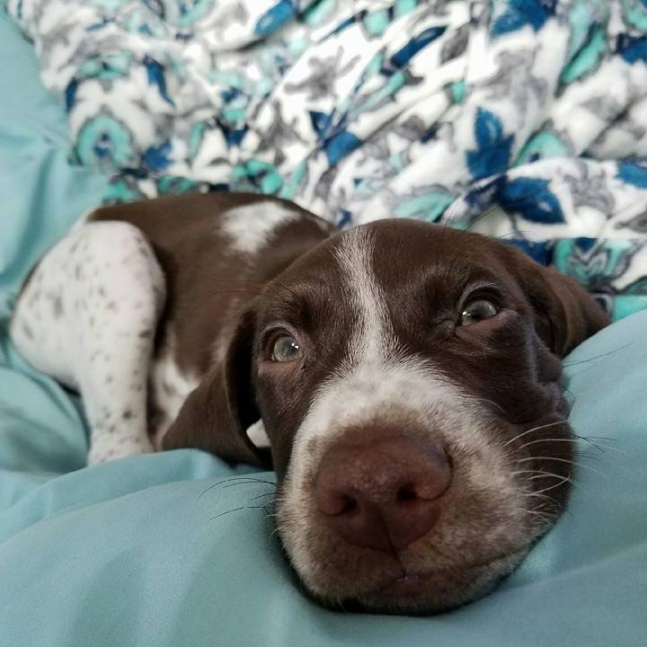 AmandaWECT's tweet image. Siggy the dog is safe after a stranger ran into traffic to save his life. Now his owner wants to find and thank him. Tonight @ 11 @wectnews