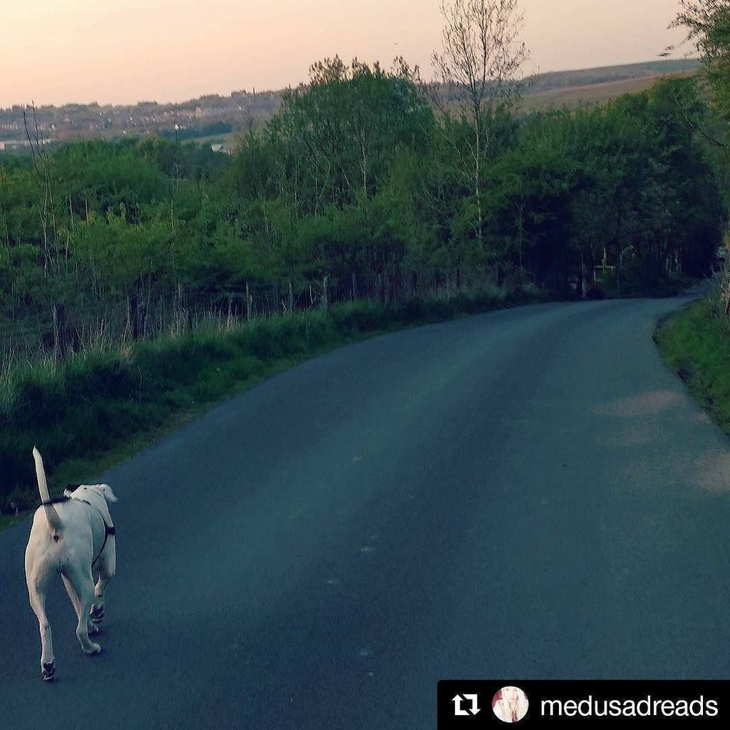 AmBull_Bronson's tweet photo. #Repost @medusadreads with @repostapp
・・・
🐾🐾🐾
#bronson #walkies #walking #ambull #americanbulldogsrule #eveningstr… https://t.co/R19eo0grnt https://t.co/ERouPw4wac