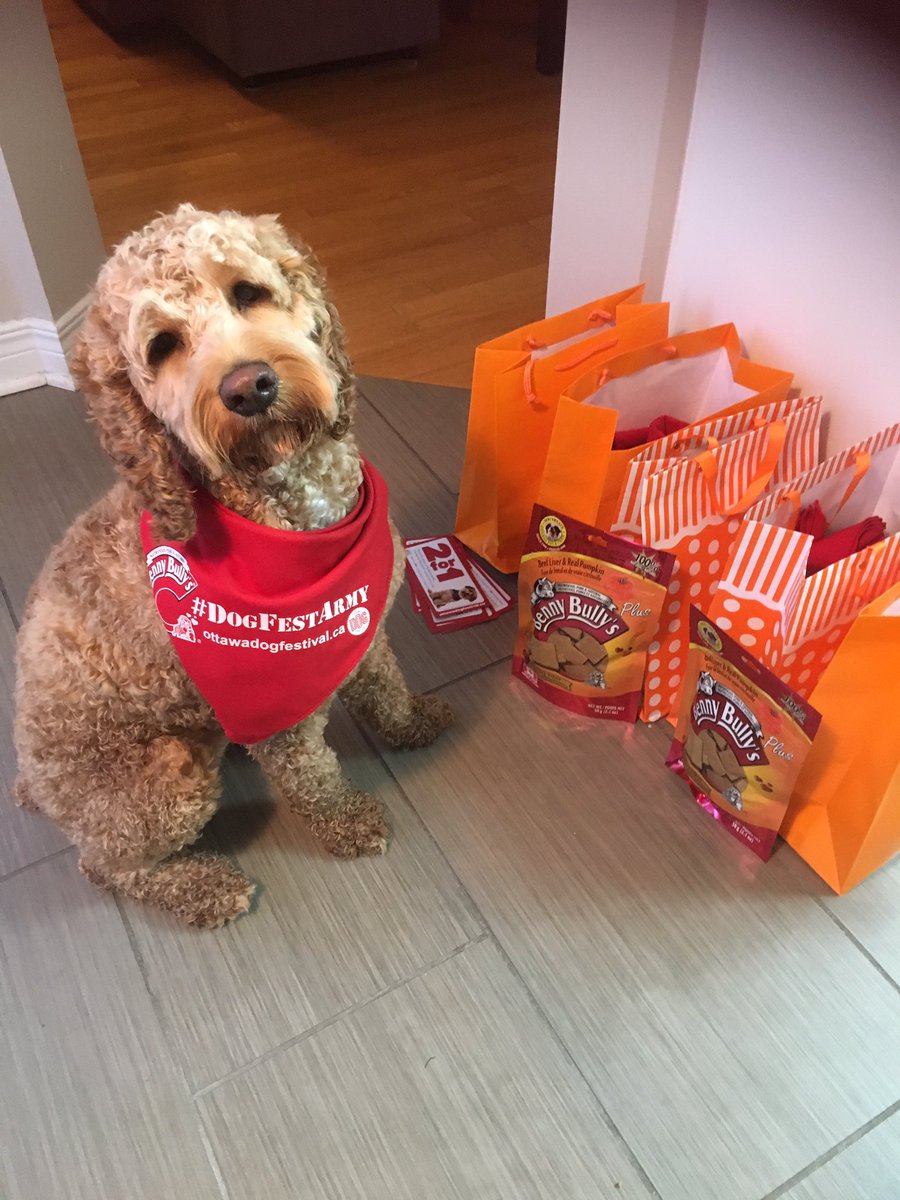 OurBoyBauer's tweet photo. Corporal Bauer is reporting for duty for the @OttDogFest !!! He's giving away passes &amp; treats @bennybullys #DogFestArmy #Ottawa #OttawaDogs https://t.co/QS1VHiPBYr
