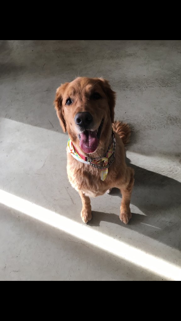jenna_cabelof's tweet photo. My mom thinks I'm emotionally stable enough to send me pics like this #ShavedNakedDoggo https://t.co/4NUYAuZD6p