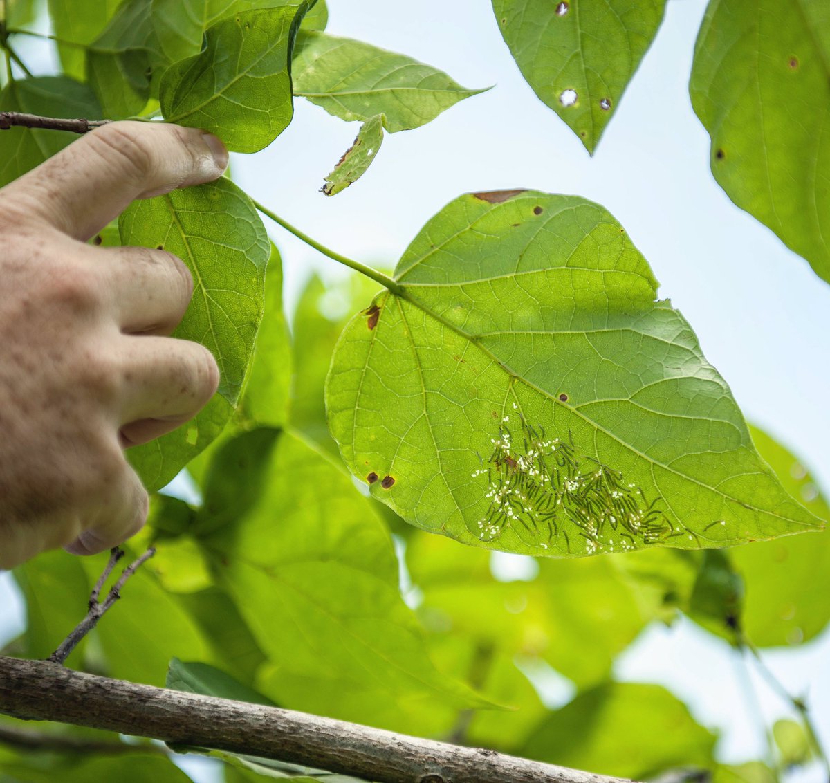 Have you ever used Catalpa worms as bait? Ours will be ready in a few days! #fincommander
