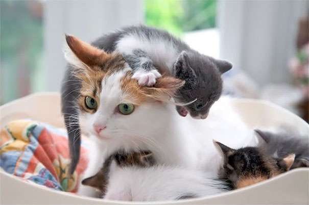 lagateria's tweet photo. ¡Felicidades, mamás gatunas y humanas! #FelizDiaDeLasMadres https://t.co/rWnUEsBfiH