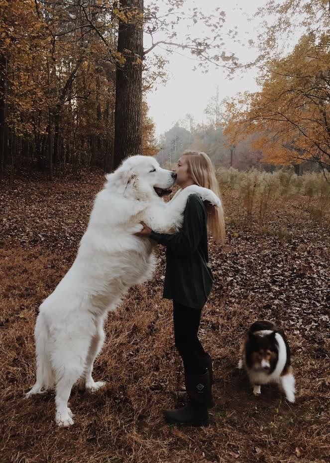 FaddiTadros's tweet photo. This is amazing #dogs #puppies #jordan https://t.co/0nnL6vyUWP