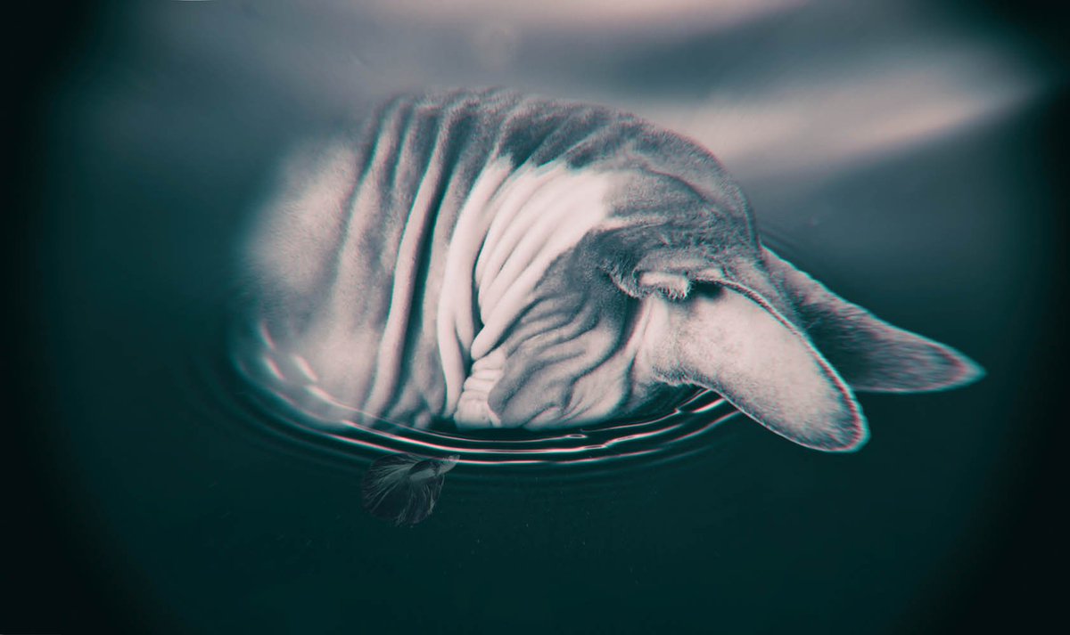 RealHeadShy's tweet photo. BIG ANNOUNCEMENTS COMING SOON!
Kissing Fishes Photographic manipulation by: Amanda Elmore Photo by: Lisa Lipkin https://t.co/kfO2YW1rjV