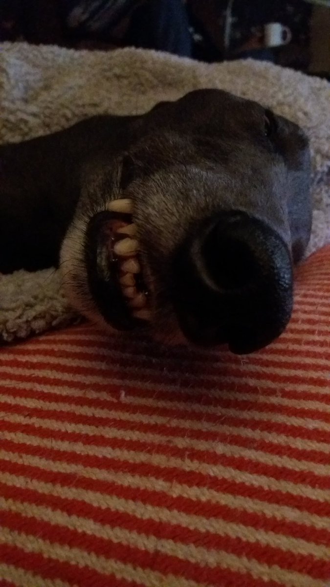 anitaapplebum13's tweet photo. Smiling in his sleep #rgt #rgtcroftview #greyhoundsmakegreatpets #hugahound https://t.co/G9pn7DiwdZ