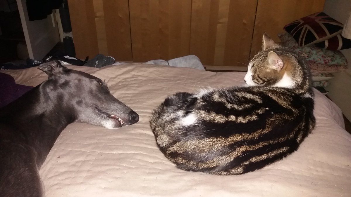 anitaapplebum13's tweet photo. Ritchie &amp; Lionel Brothers from another mother #rgt #rgtcroftview #greyhoundslovecats #hugahound @Grandma_Bobbins https://t.co/eL8ustRFUb