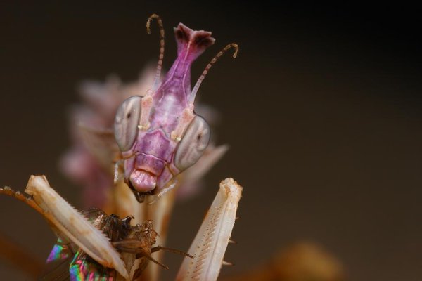 Strange_Animals's tweet photo. The devil's flower mantis.

(Photo: Scott Thompson) https://t.co/QIUTeUEs0Z
