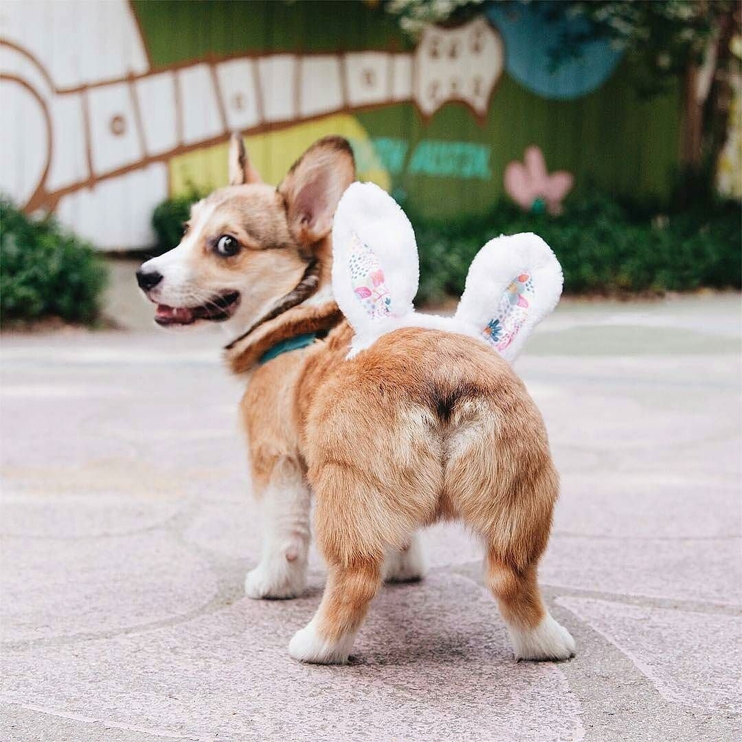 NaturalDogCo's tweet photo. Fluffy bunny butt 😍 @hugocorg https://t.co/jIpxAMeZFU