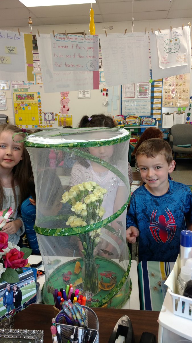 cduffy423's tweet image. We have butterflies @Meadowview68  @Woodridge68  #meadlearns #WeAreD68 #lifescience