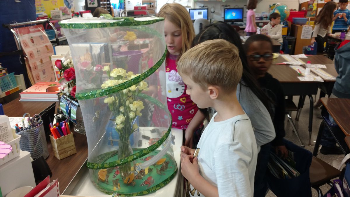 cduffy423's tweet image. We have butterflies @Meadowview68  @Woodridge68  #meadlearns #WeAreD68 #lifescience
