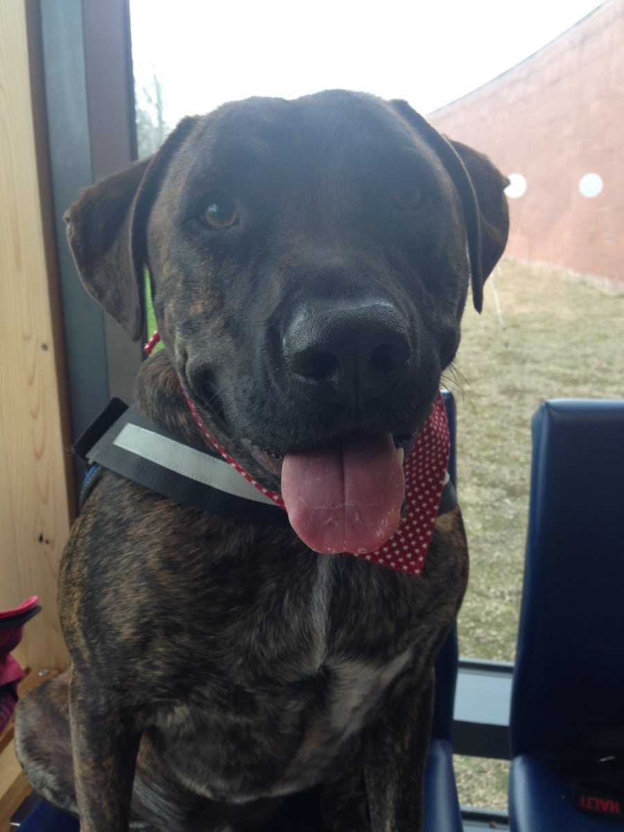 bib & tucker ® (@bibandtuckuk) on Twitter photo Look out for Mario (<a href="/CarlaManc/">Carla McBride</a>) wearing <a href="/BibAndTuckUK/">bib & tucker ®</a> on <a href="/BBC/">BBC</a> 2 #TrustMeImAVet now!! Let us know if you spot him 🐶 x Look out for Mario (<a href="/CarlaManc/">Carla McBride</a>) wearing <a href="/BibAndTuckUK/">bib & tucker ®</a> on <a href="/BBC/">BBC</a> 2 #TrustMeImAVet now!! Let us know if you spot him 🐶 x