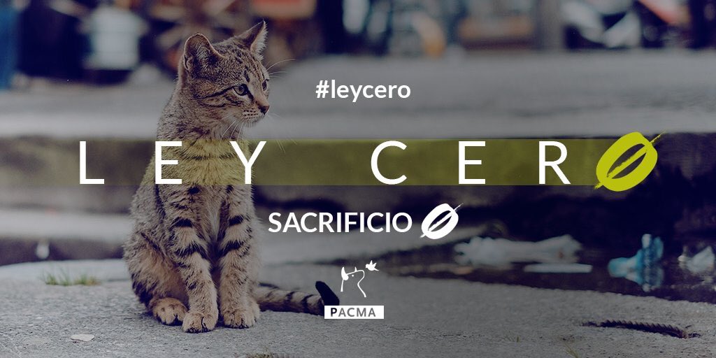 Sandrazber's tweet photo. ⛔️circos
⛔️tauromaquia
⛔️sacrificio
✅empatía 
✅respeto
✅justicia 
#LeyCero https://t.co/CY455M1BaT