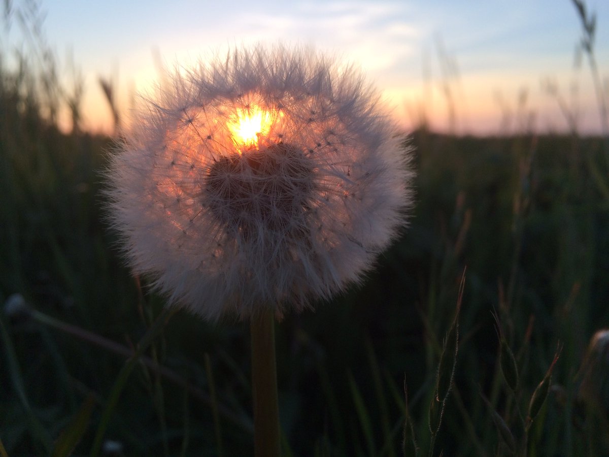 TexelMijnEiland's tweet photo. BijZONdere paardebloem! #Texel https://t.co/RJmBFl9MEa