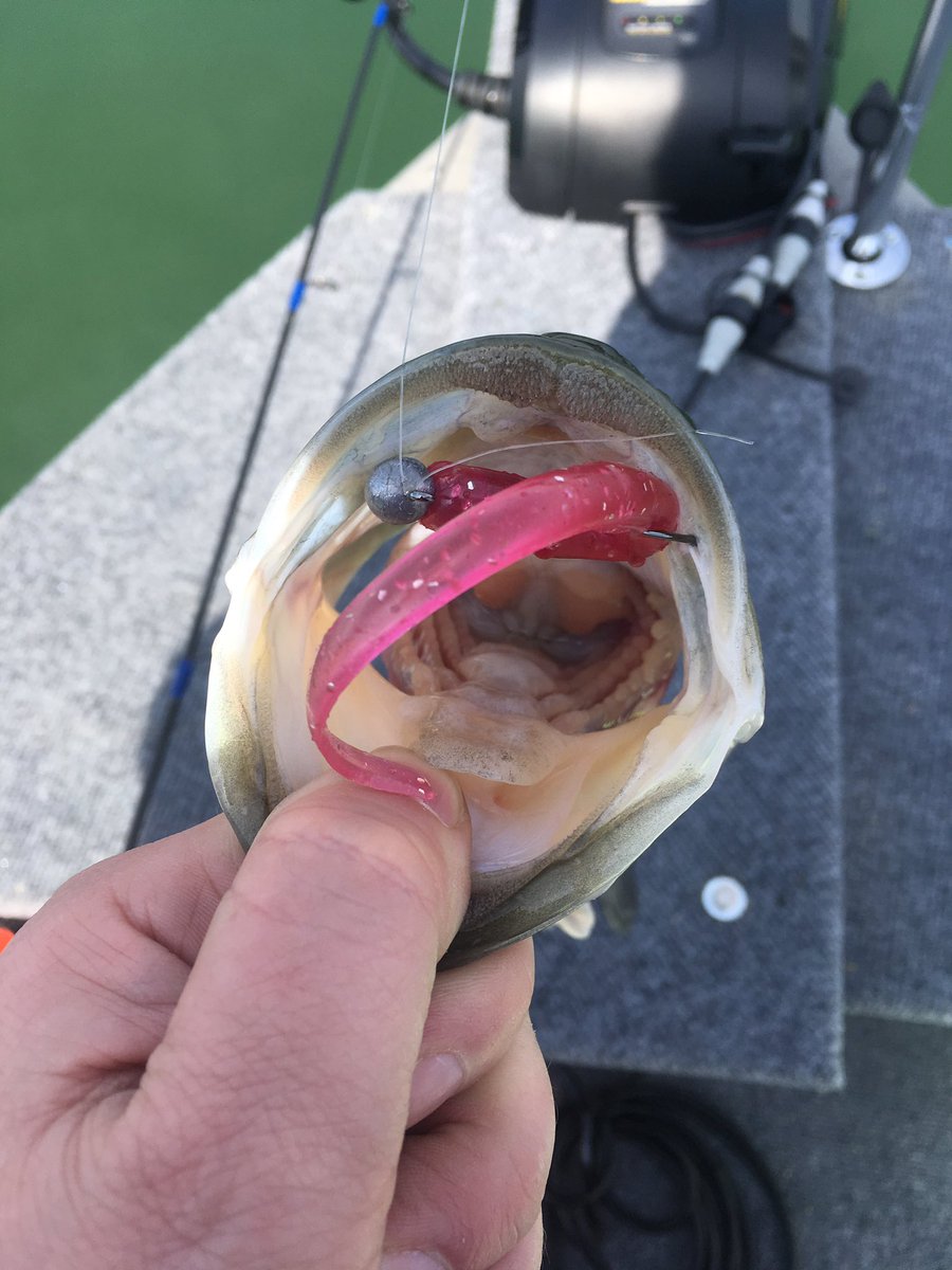 FishingThe262's tweet photo. Slick Willy 500 in Strawberry Jam was getting it done today. #nqsperformanceoutdoors #customrods #bass #Wisconsin #fishing #handmadeplastics https://t.co/0JGbFatoTU