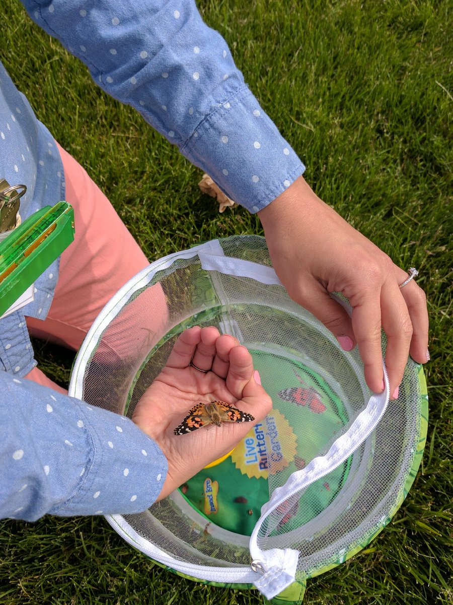 FortMeigsK's tweet photo. We learned about the caterpillar/ butterfly life cycle. Today we set them free🐛🦋 #fortmeigslearns https://t.co/jwz1dcWixi