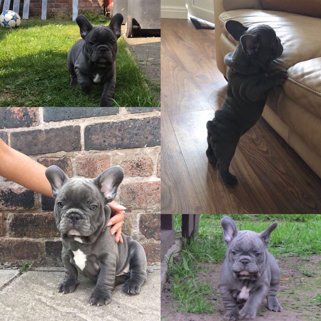 Pig Build Ltd tweet media