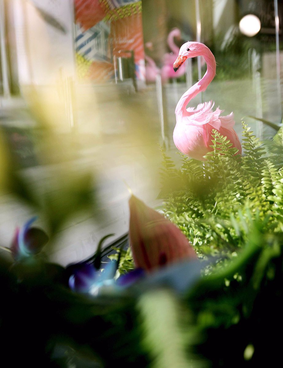 flannelsfashion's tweet photo. Flamingos and florals have taken over at FLANNELS #Manchester for the launch of #USAPROXMW https://t.co/lmt3xOcqiu https://t.co/yuKwL7v9Fj